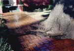 Brick walk with tree cut out