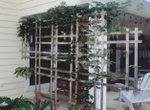 Arbor